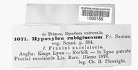 Hypoxylon rubiginosum image